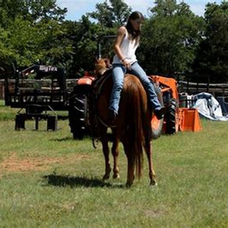 How Do You Train A Tie Down Roping Horse? - DIY Seattle