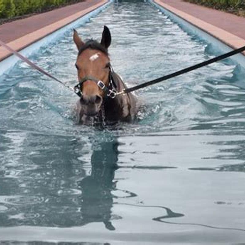 How fast can a horse swim? - DIY Seattle