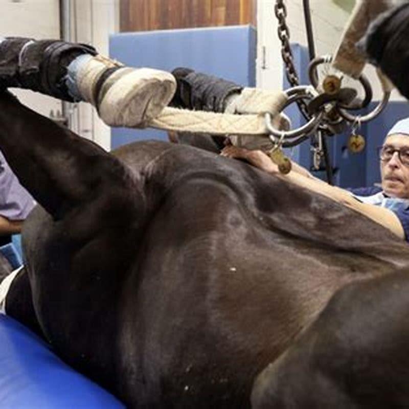 How heavy is a racehorse in KG?