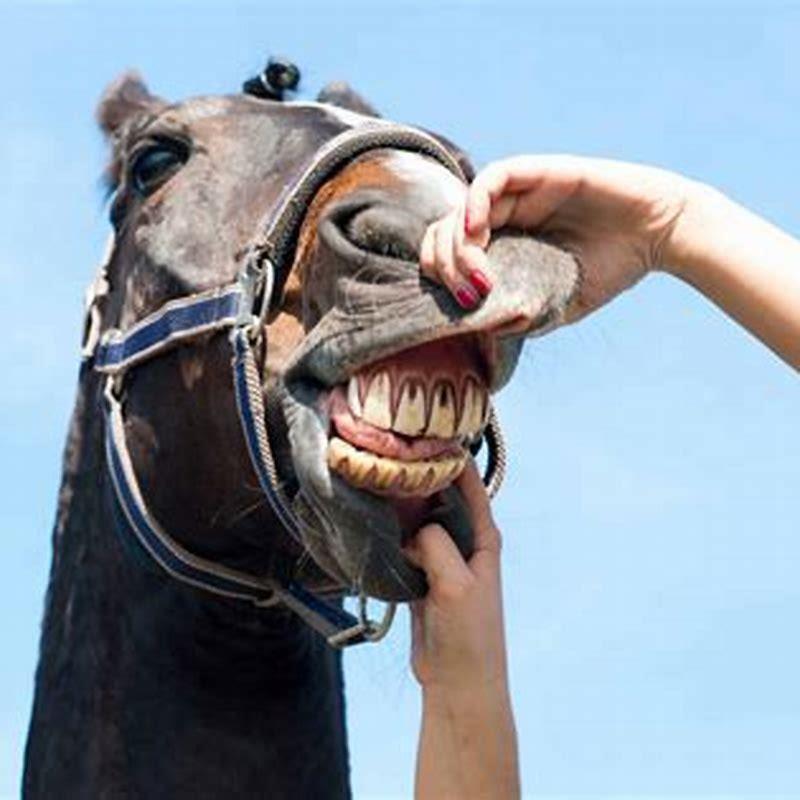 How long can a horse be floated? DIY Seattle