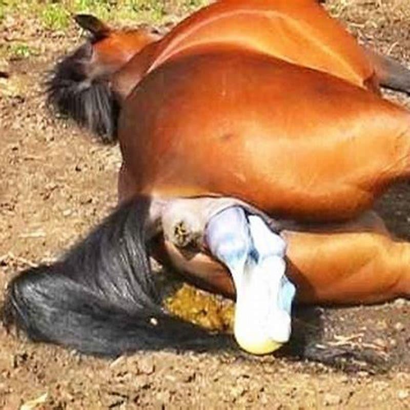 How long does a horse giving birth take?