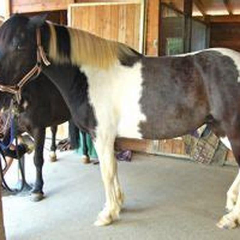 How long does it take a horse to accept a new horse?