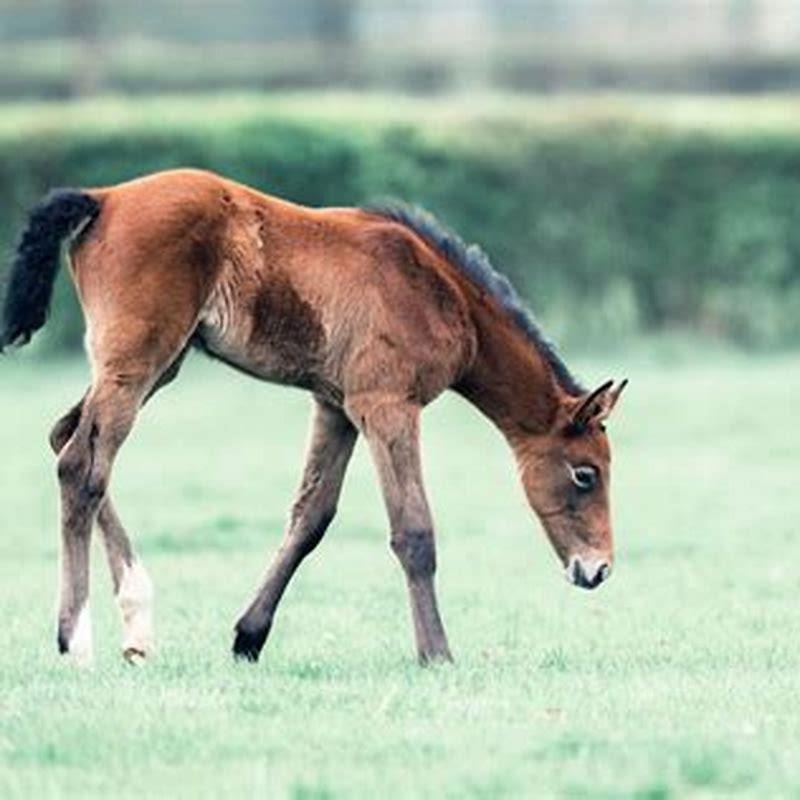 How long does it take a horse to have babies?