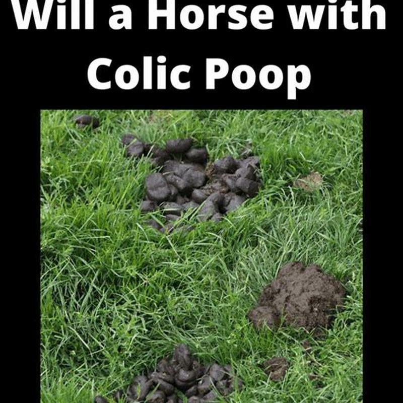 How long does it take for a horse to poop?