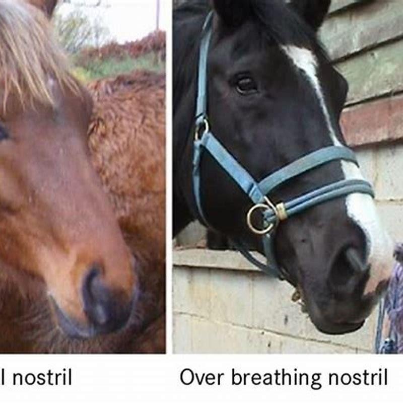 How long does it take to get a horse in shape?