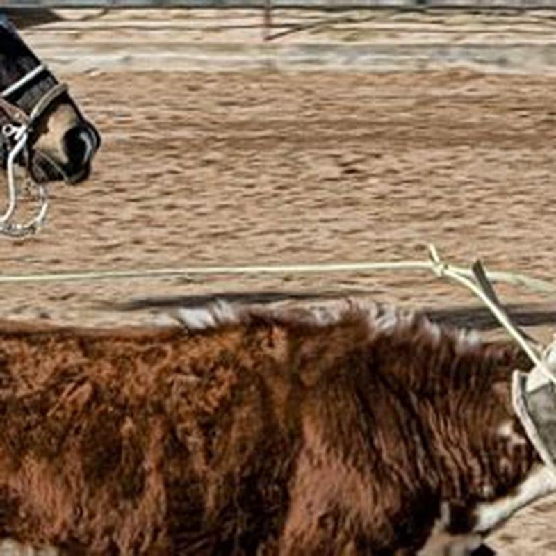 How long does it take to train a team roping horse?