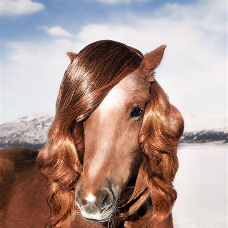 How long is a horse a colt?