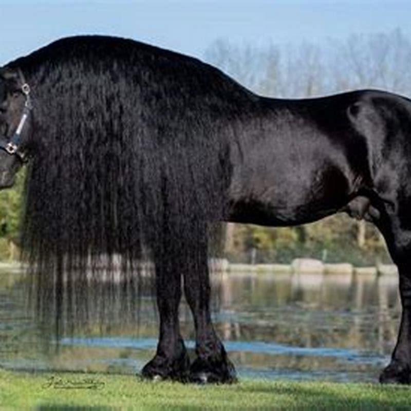 How long is a long horse?