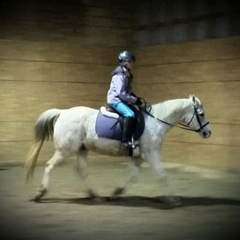 How long should horses be ridden?