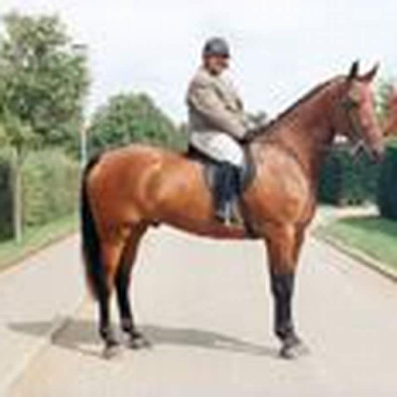 How many Cleveland Bay horses are left?