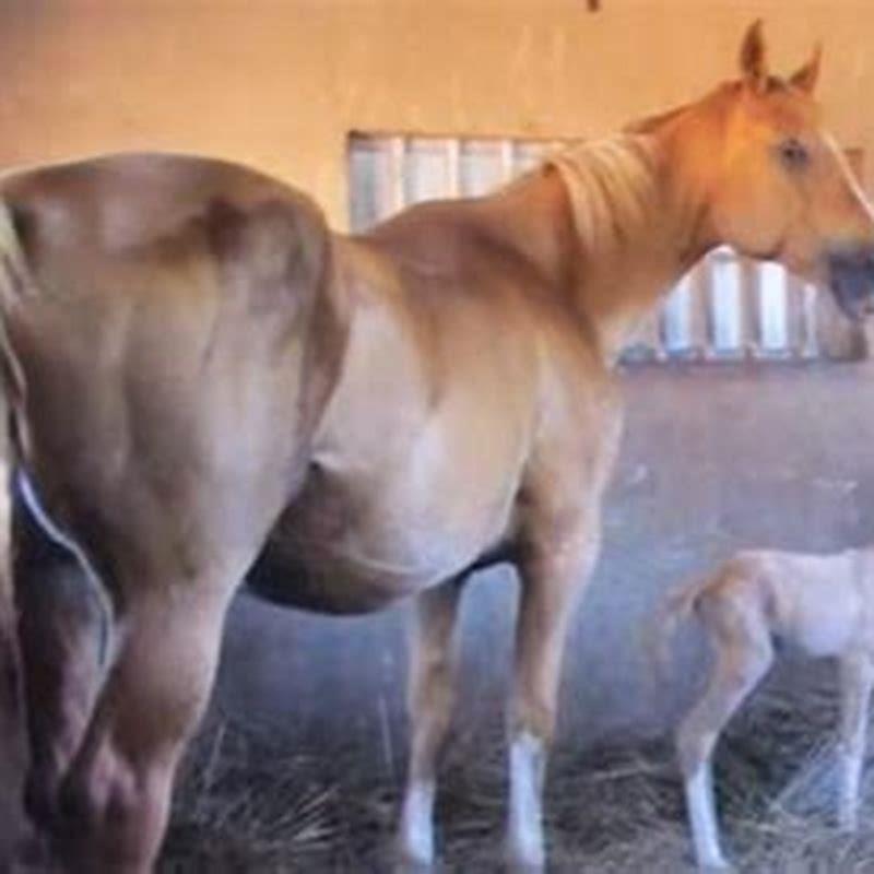 How many days is horse pregnant?