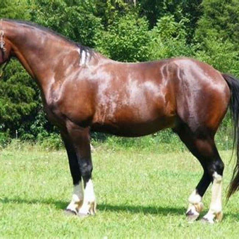 How many Galiceno horses are left?
