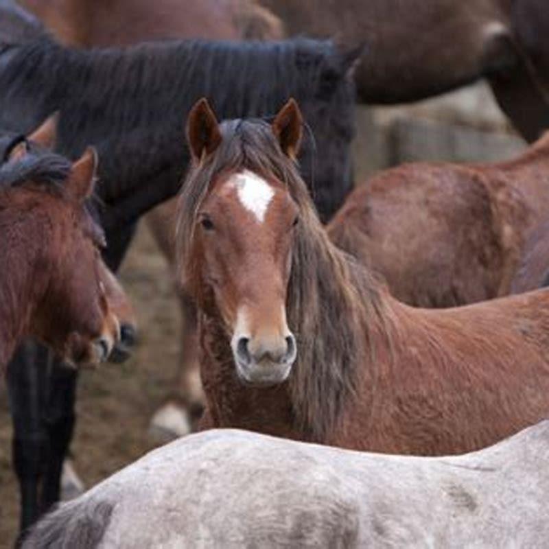 How many horses are in New Zealand?