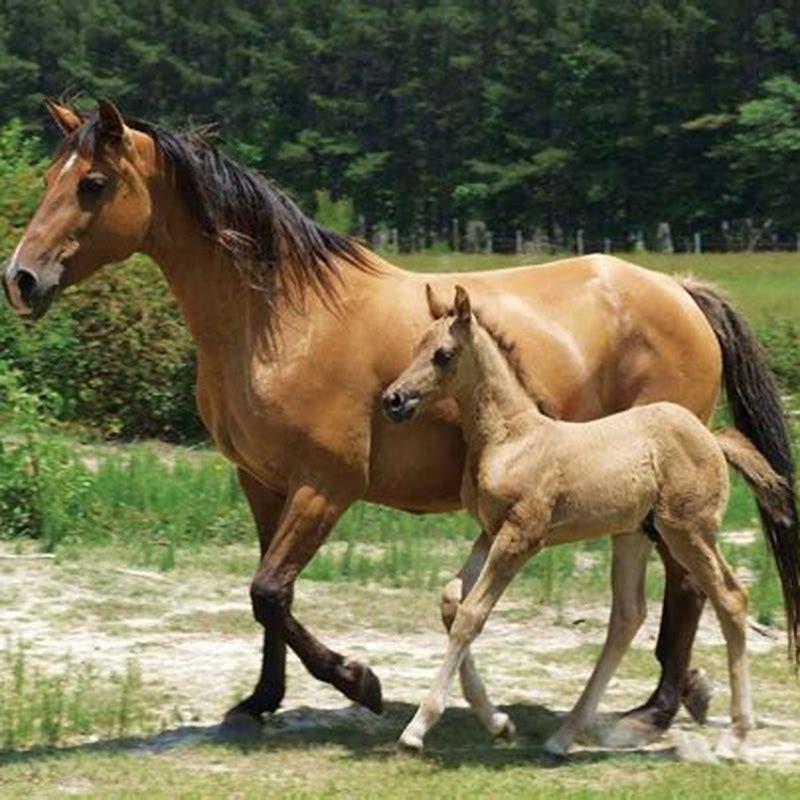 How many Marsh Tacky horses are there?