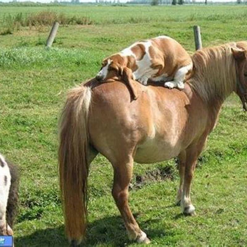 How many Newfoundland ponies are left?