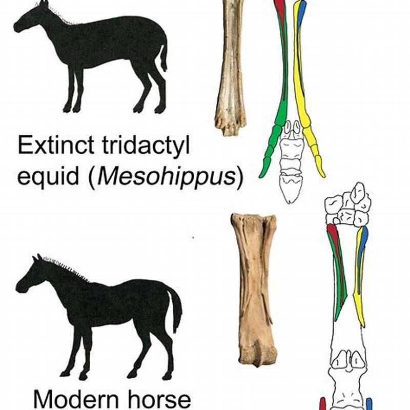 how-many-toes-does-the-horse-have-diy-seattle