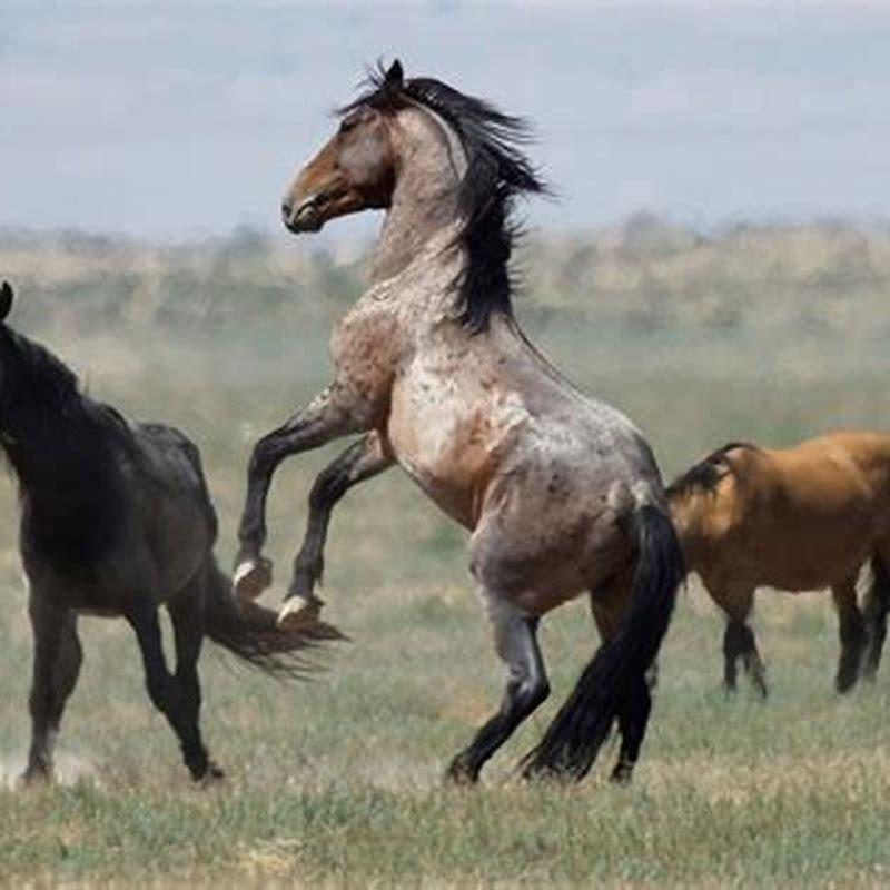 How many years will a horse live?