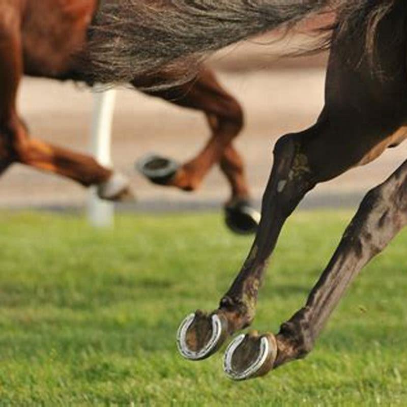 How often should horses hooves be cleaned?