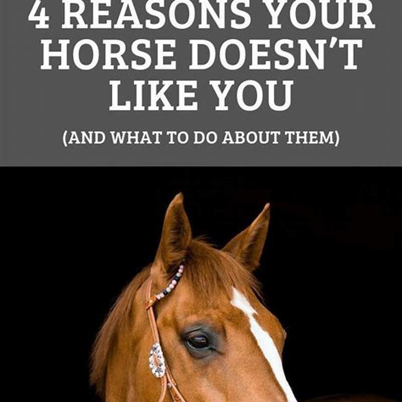 How often should I Reshoe my horse?