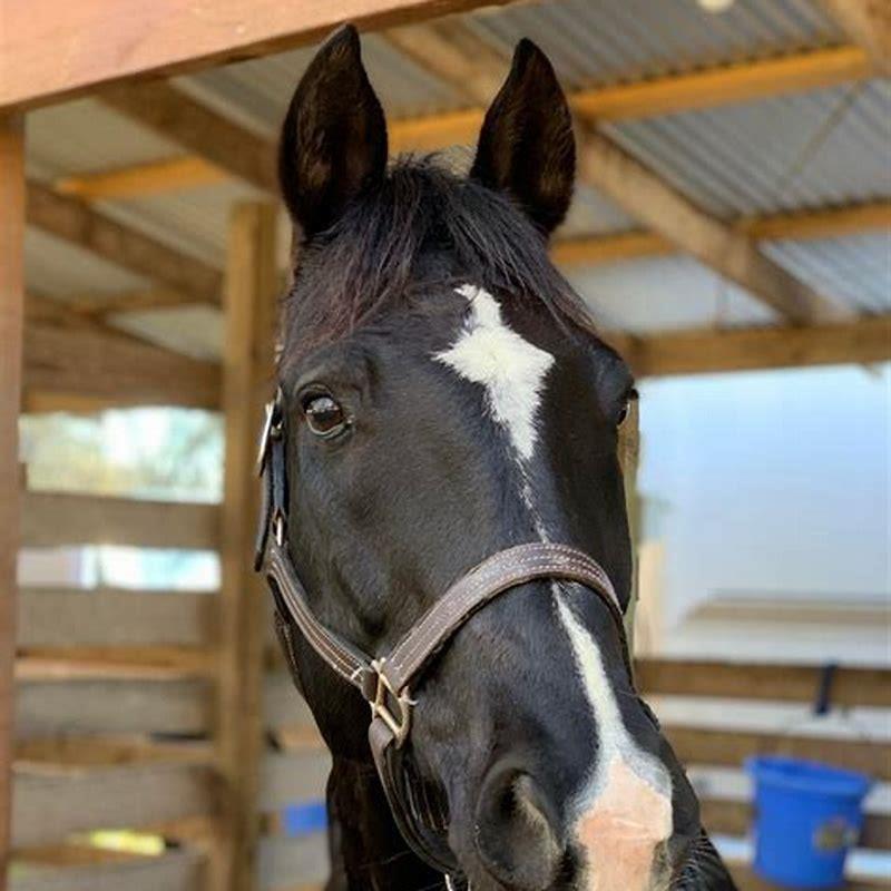 How old are horses in horse years?
