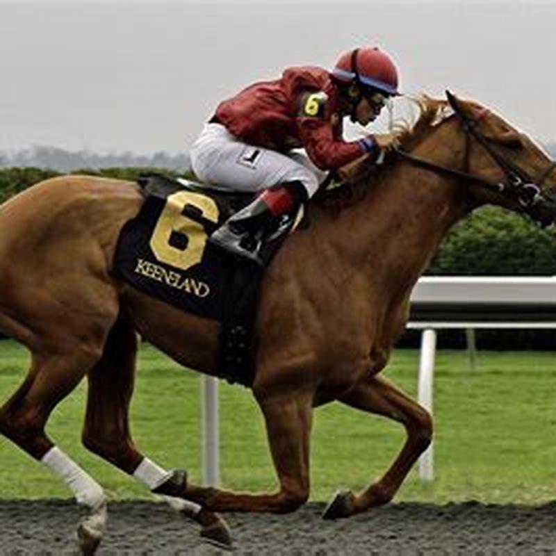 How old are racing horses?