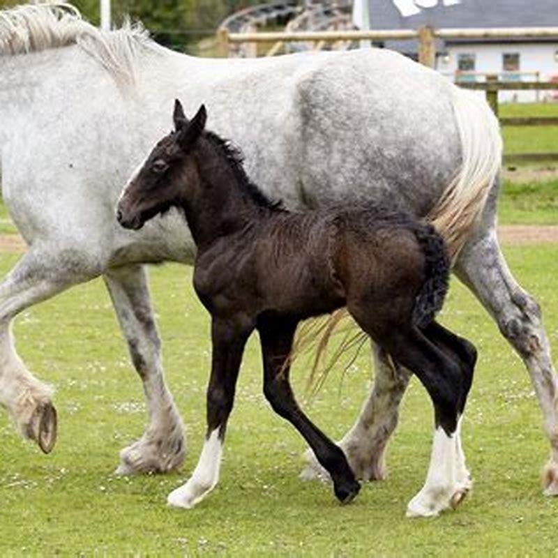 How old can a pony live?