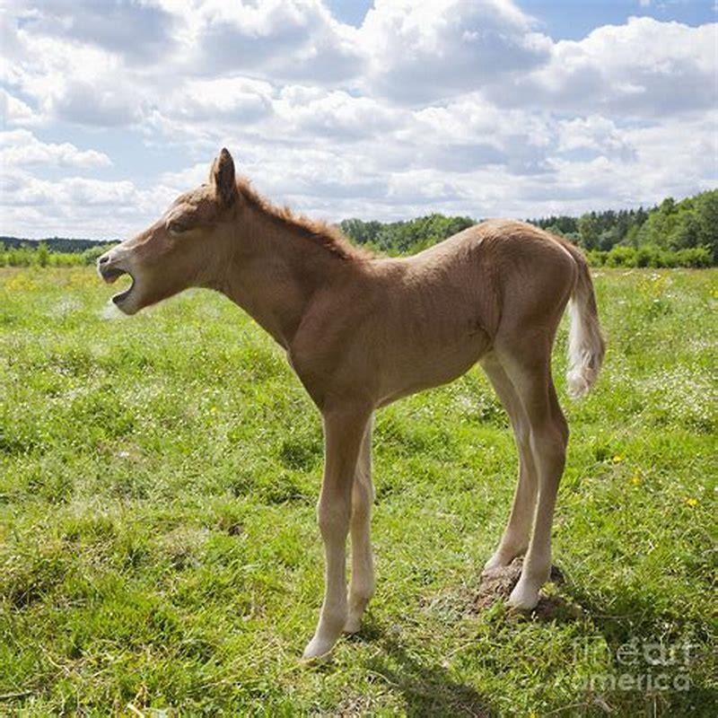 How old is a foal horse?