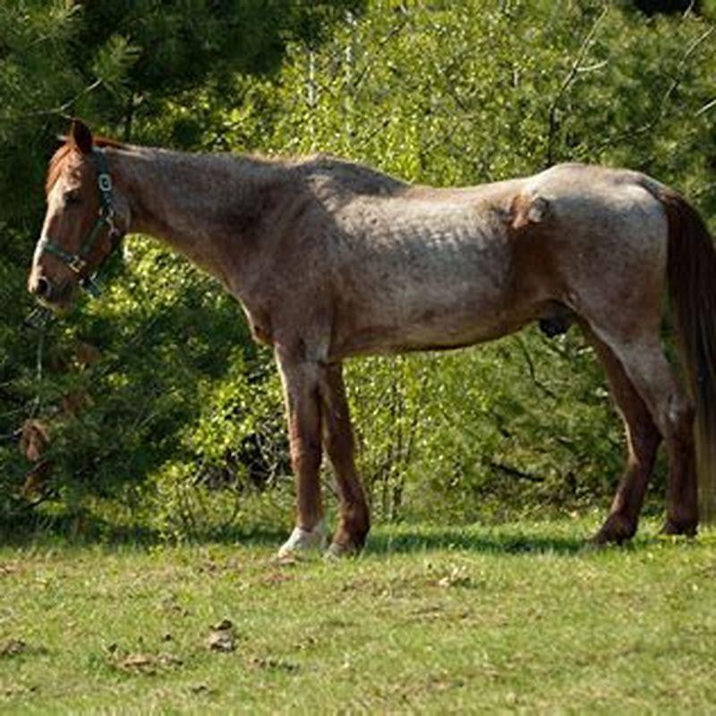 how-old-is-an-old-horse-diy-seattle