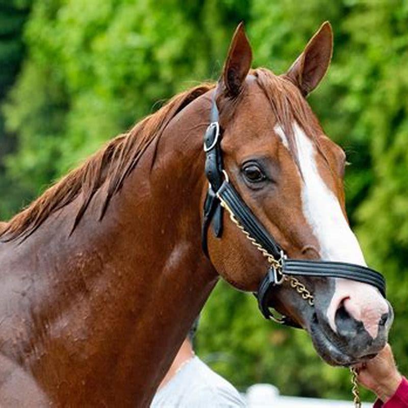 How old is Justify the horse?