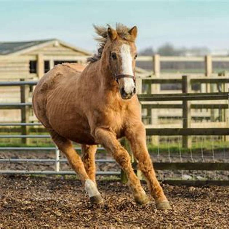 How old is the longest living horse?