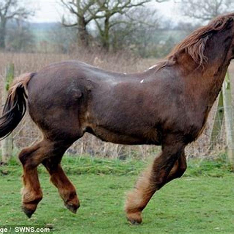 How old is the oldest horse alive?