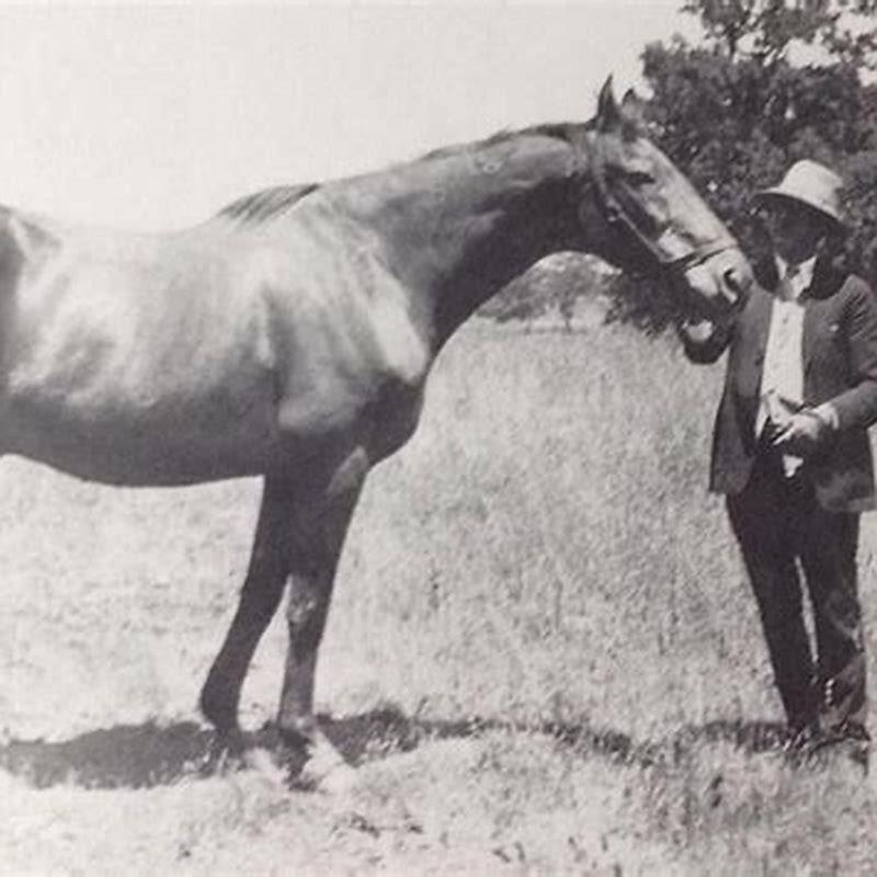 How old is the oldest racing horse?