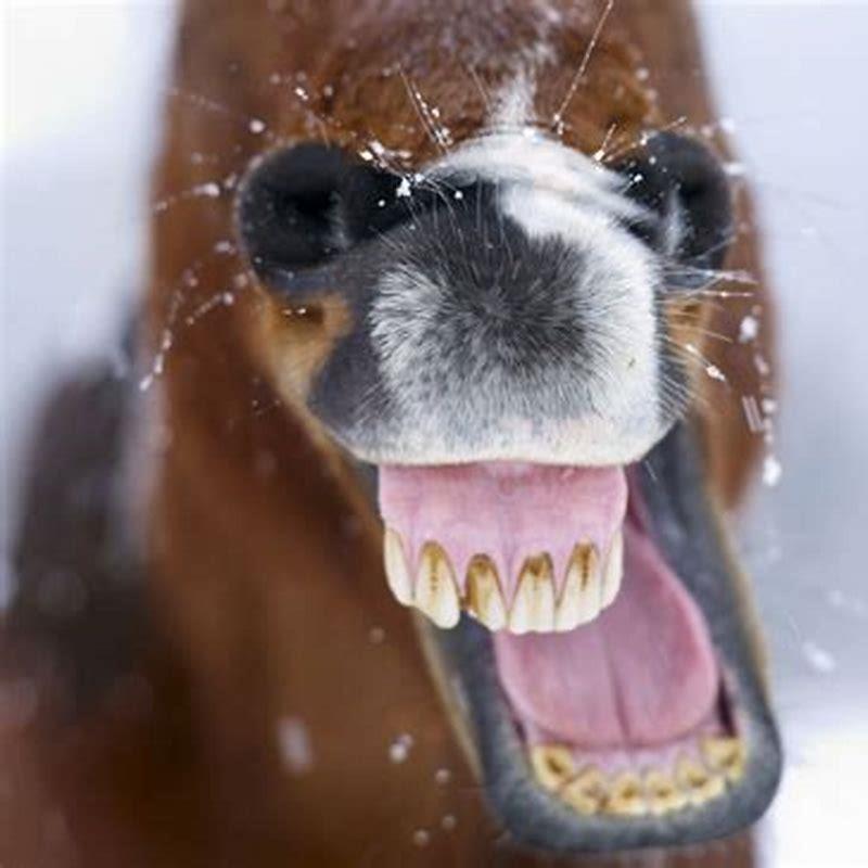 How should a horses teeth look?