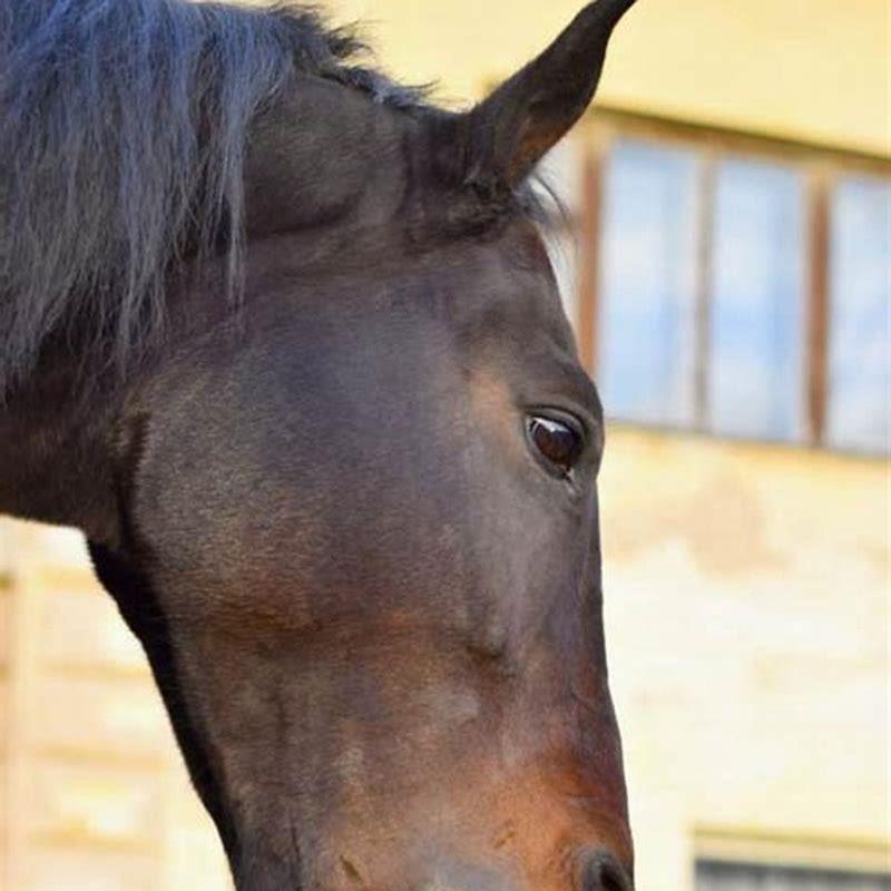 How strong is the bite force of a horse?