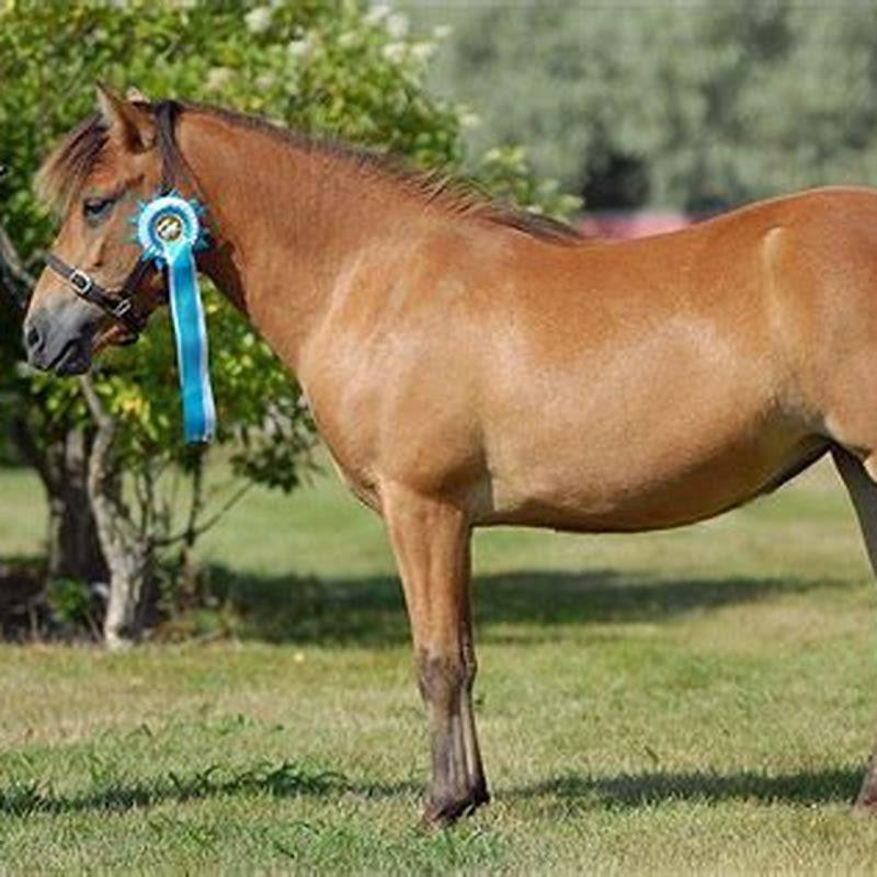 How tall are Gotland ponies?