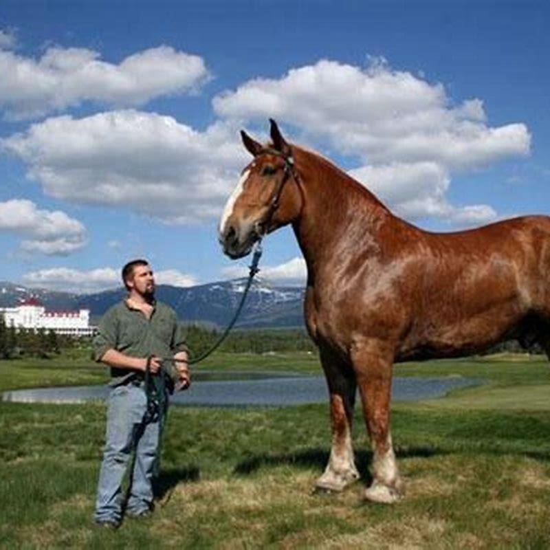 How tall is a Belgian horse in feet?