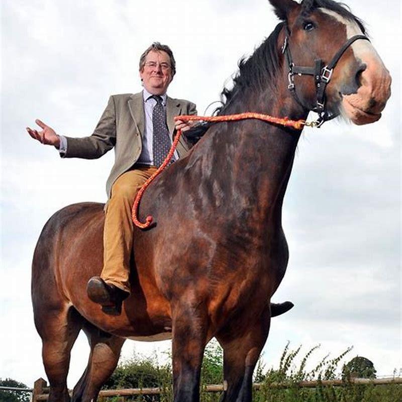 How tall is a horse on a man?