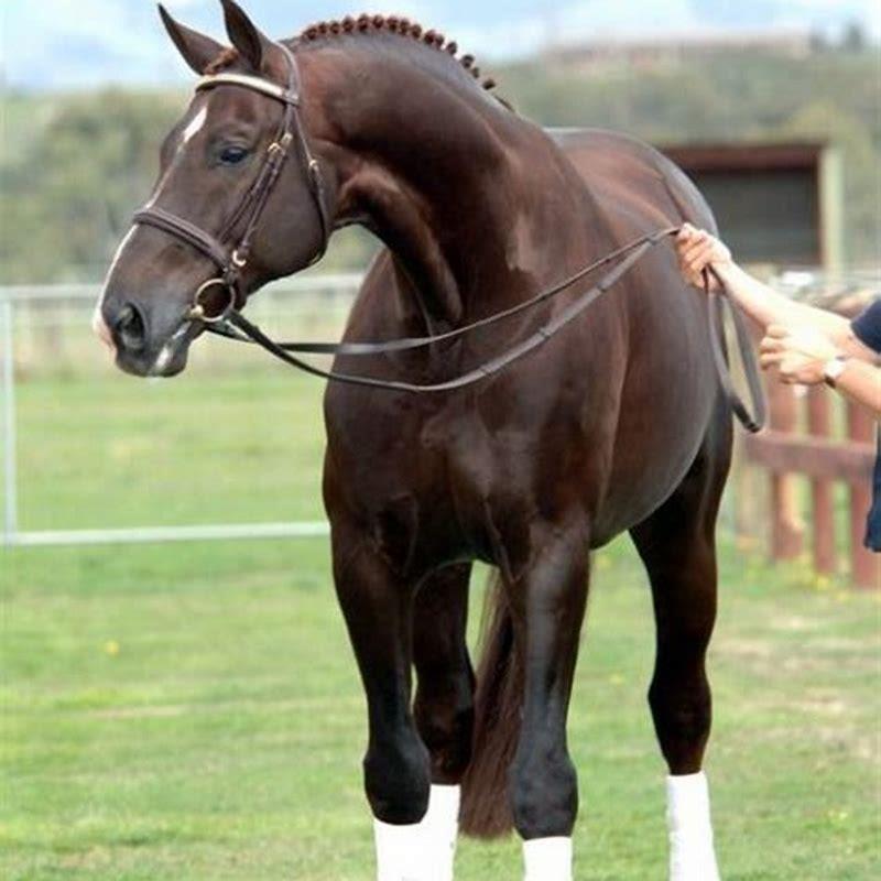 How tall is a stallion horse in feet?