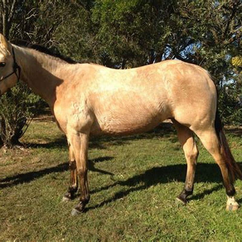Is a buckskin horse a quarter horse?