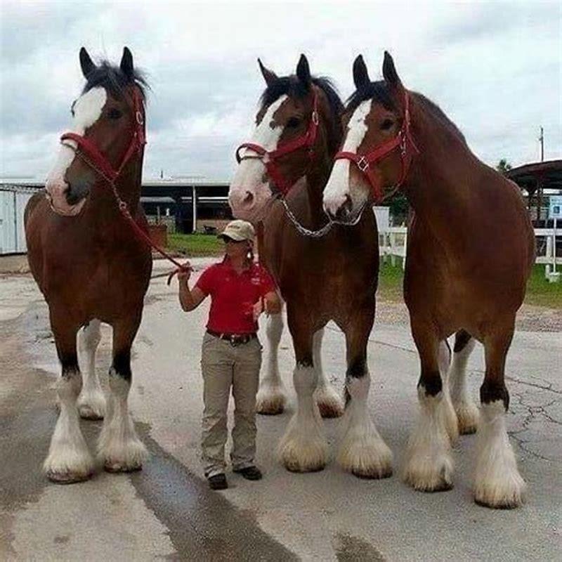 Is a draft horse bigger than a Clydesdale?