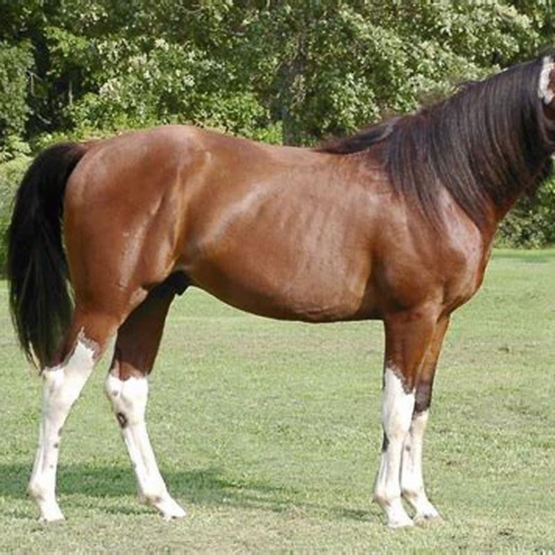 Is a Missouri Fox Trotter a good horse?