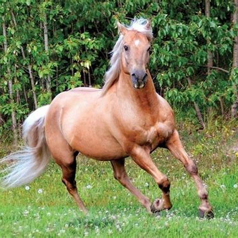 Is a Morgan horse a good beginner horse?