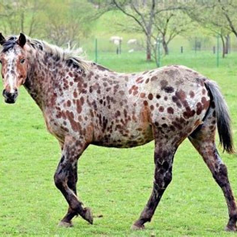 Is an Appaloosa a good riding horse?