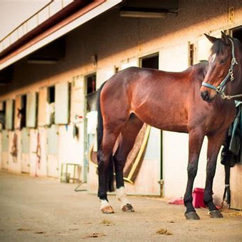 Is it OK to tie a horse?