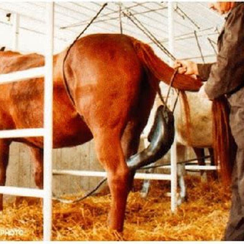Is Progynova made from horse urine?