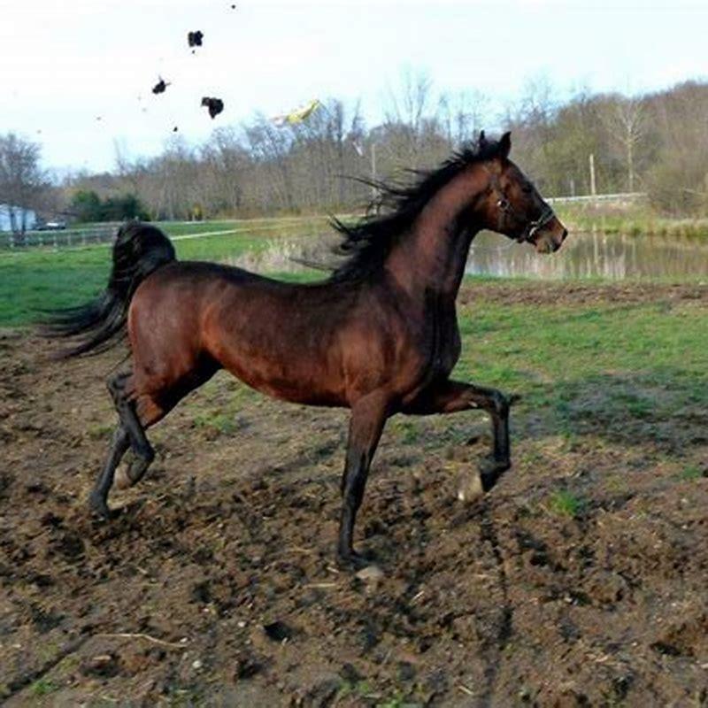 Is Saddlebred a good horse?