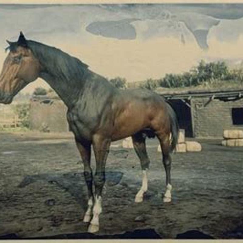 Is the Turkoman a war horse?
