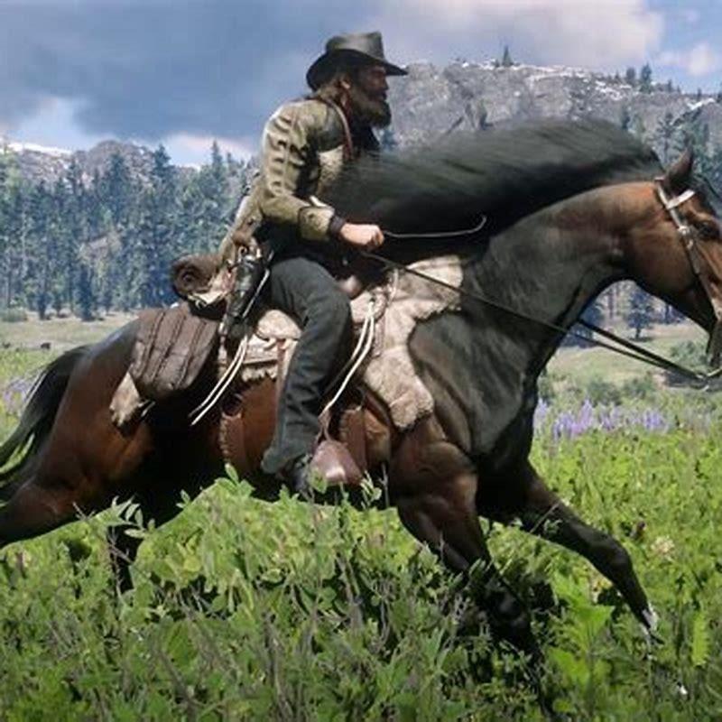 Is Turkoman better than Arabian?