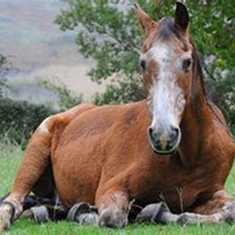 What age do most horses die?