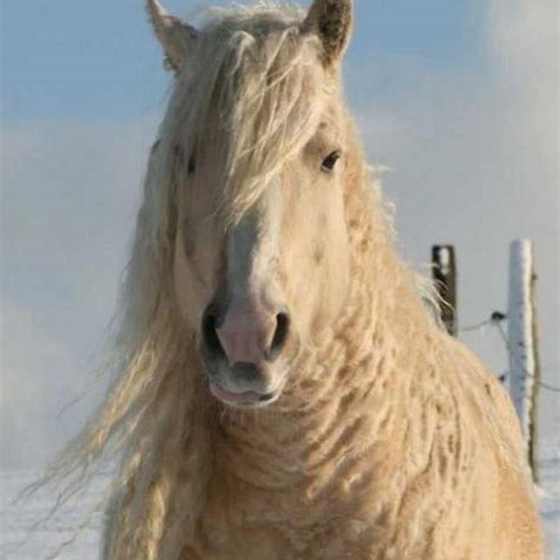 What are Curly horses known for?